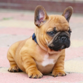 French Bulldog puppy for sale