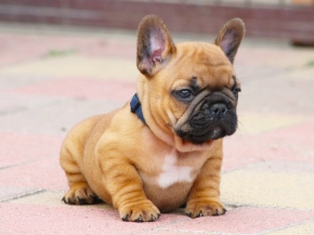 French Bulldog puppy for sale