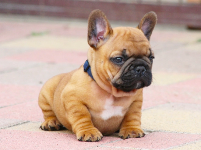 French Bulldog puppy for sale