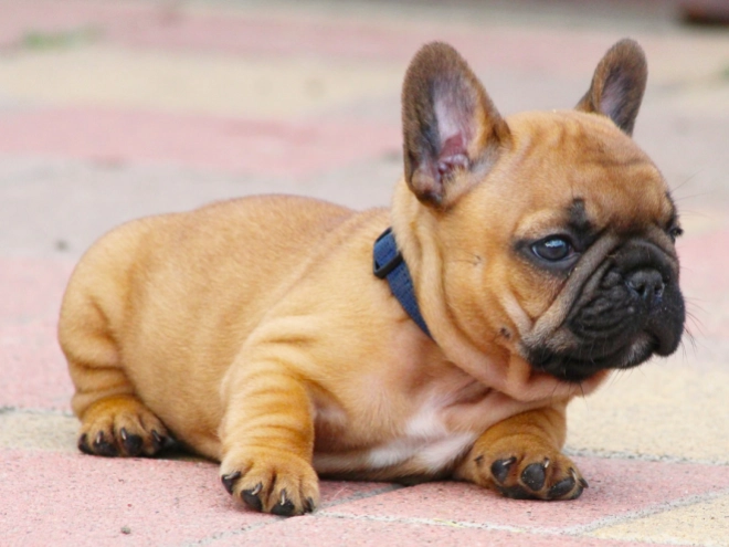 French Bulldog puppy for sale