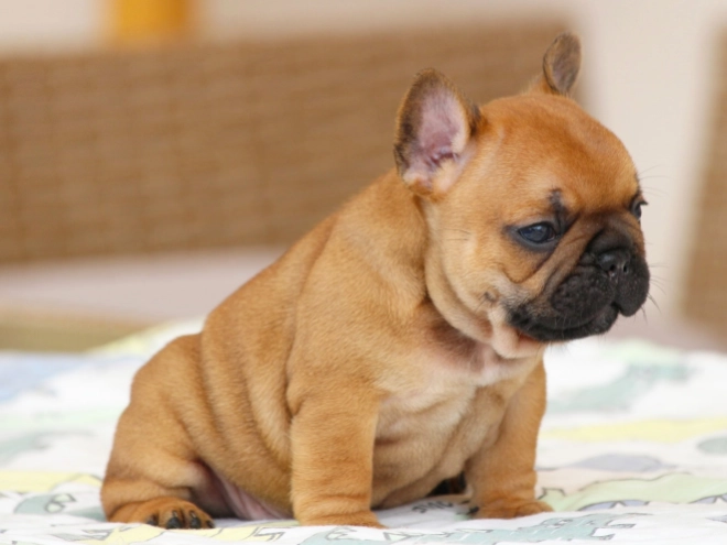 Perros Bulldog Francés en venta