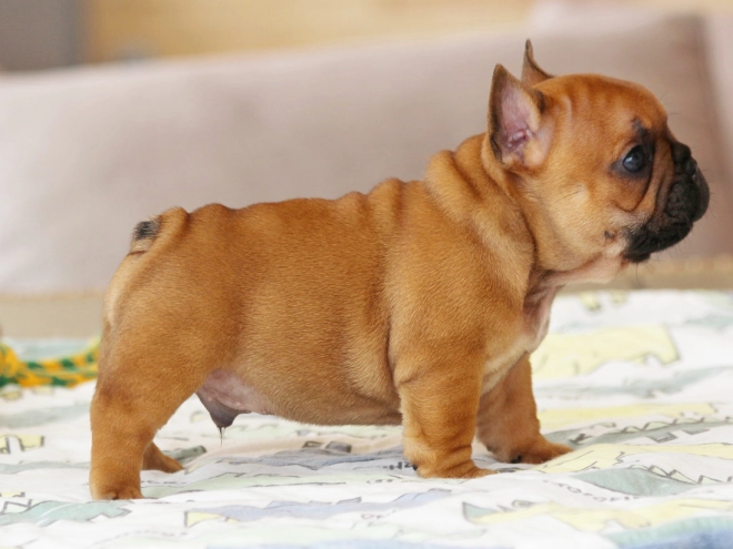 Perros Bulldog Francés en venta