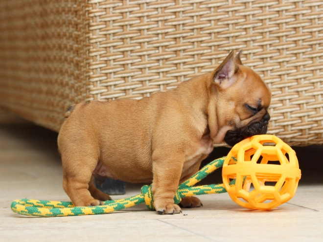 Perros Bulldog Francés en venta