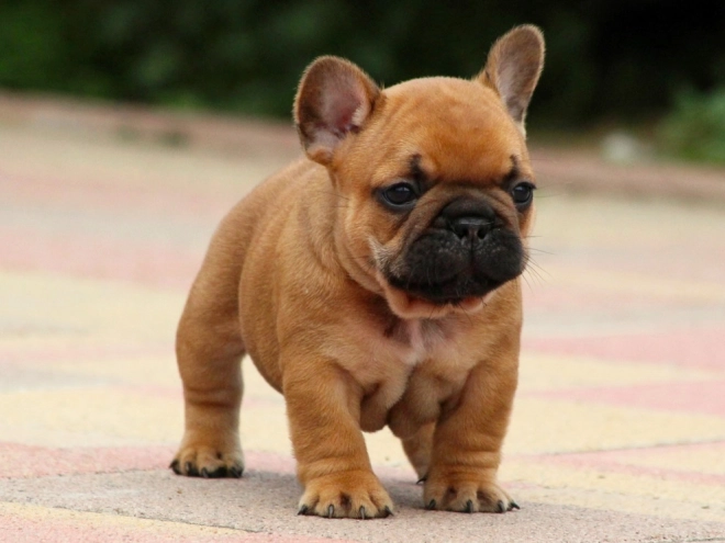 Perros Bulldog Francés en venta