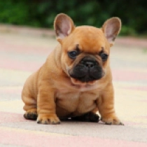 Unicum, red French Bulldog for sale