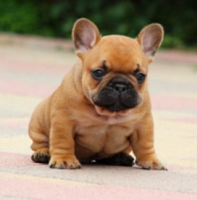 Perros Bulldog Francés en venta