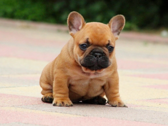 Perros Bulldog Francés en venta