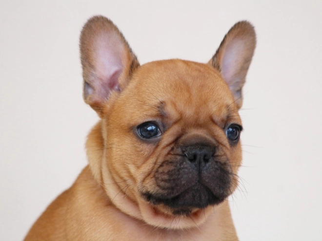 French Bulldog puppy for sale