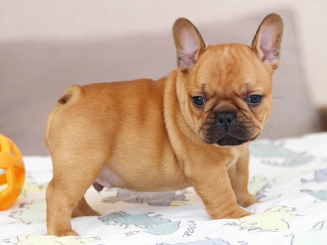 French Bulldog puppy for sale