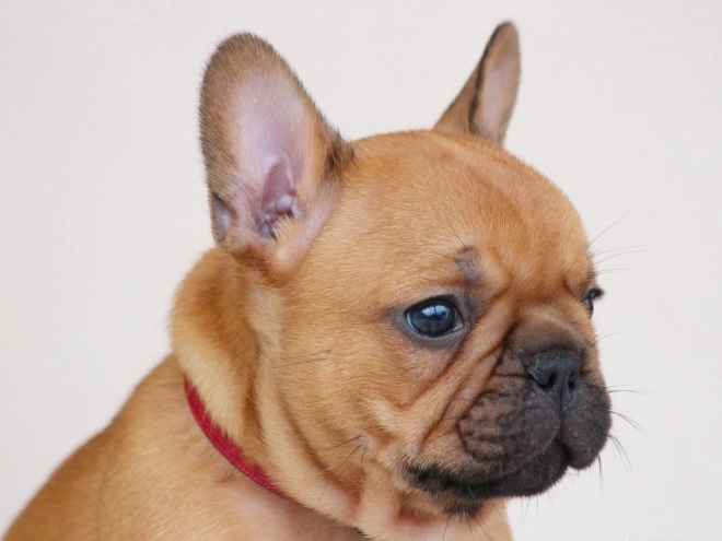 French Bulldog puppy for sale
