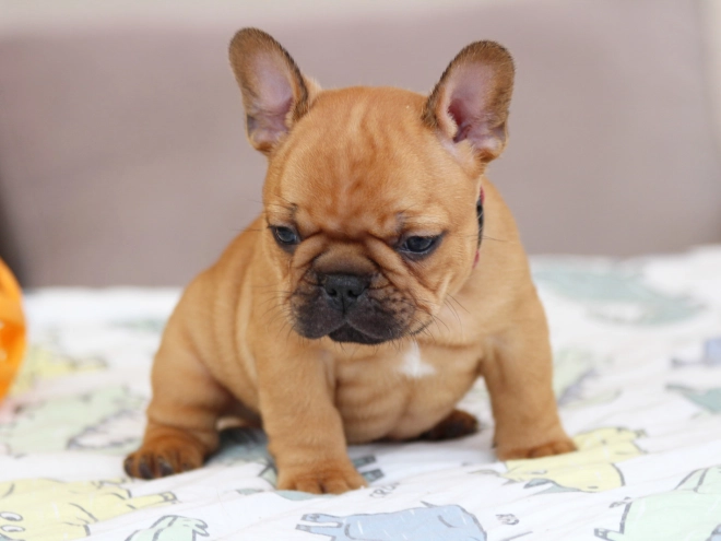 French Bulldog puppy for sale