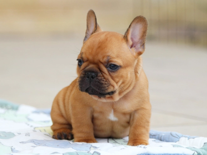 French Bulldog puppy for sale