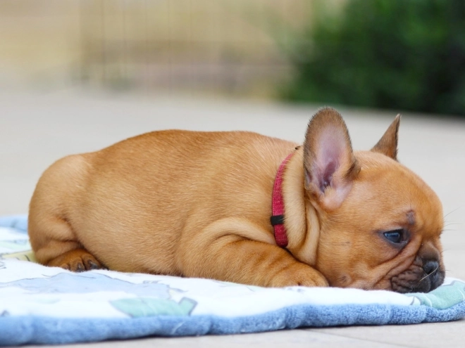 French Bulldog puppy for sale