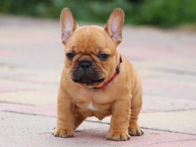 French Bulldog puppy for sale