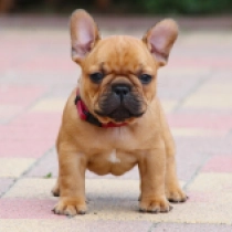 Ubie, red French Bulldog for sale