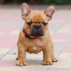 French Bulldog puppy for sale