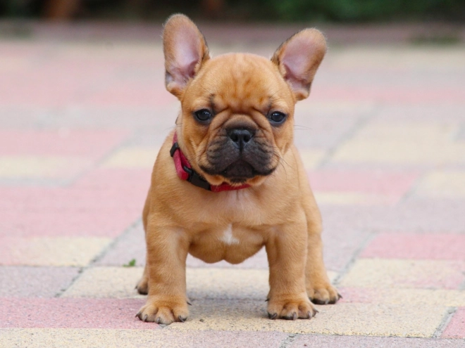 French Bulldog puppy for sale
