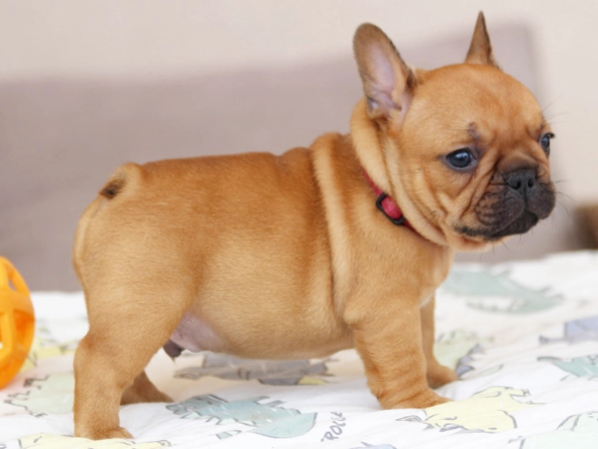 French Bulldog puppy for sale