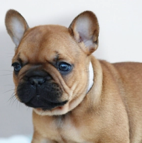 French Bulldog puppy for sale