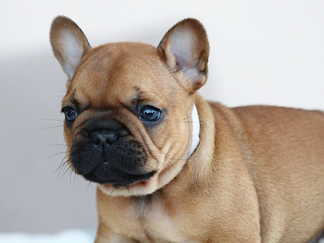 French Bulldog puppy for sale