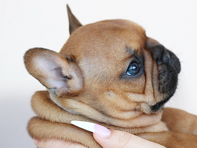 French Bulldog puppy for sale