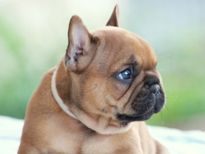 French Bulldog puppy for sale