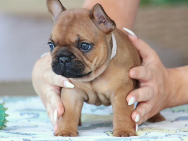 French Bulldog puppy for sale