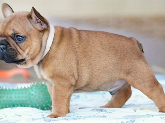 French Bulldog puppy for sale