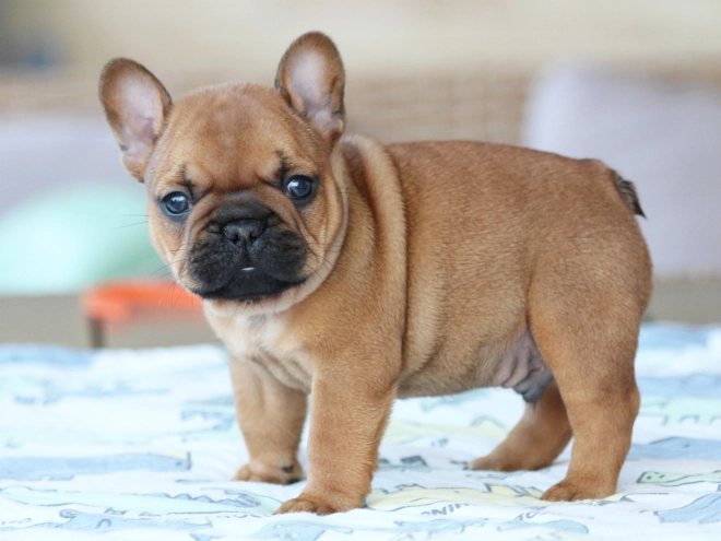 French Bulldog puppy for sale