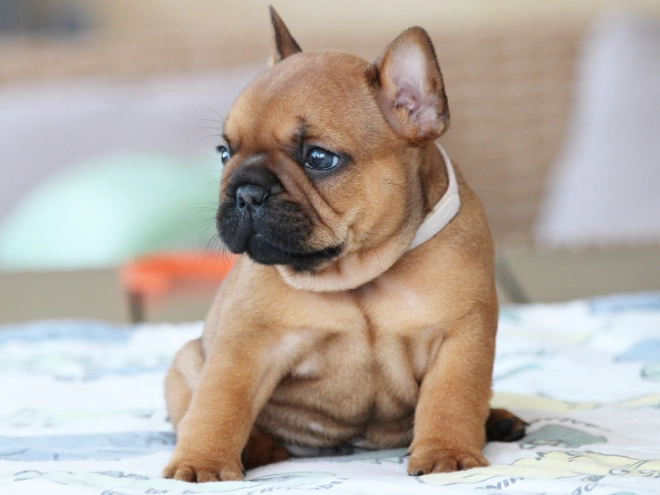 French Bulldog puppy for sale