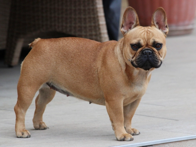 French Bulldog puppy for sale