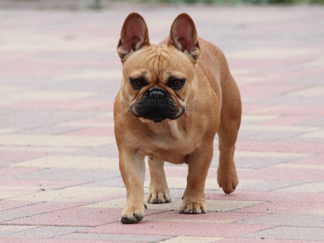 French Bulldog puppy for sale