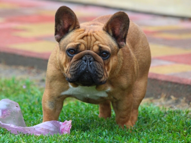 French Bulldog puppy for sale