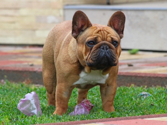 French Bulldog puppy for sale