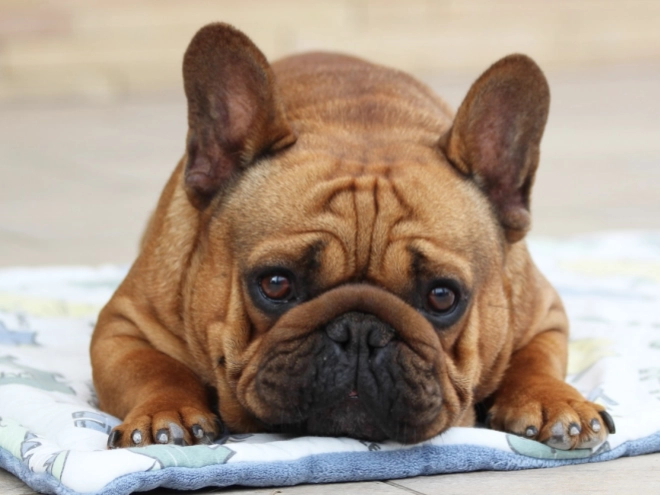 French Bulldog puppy for sale