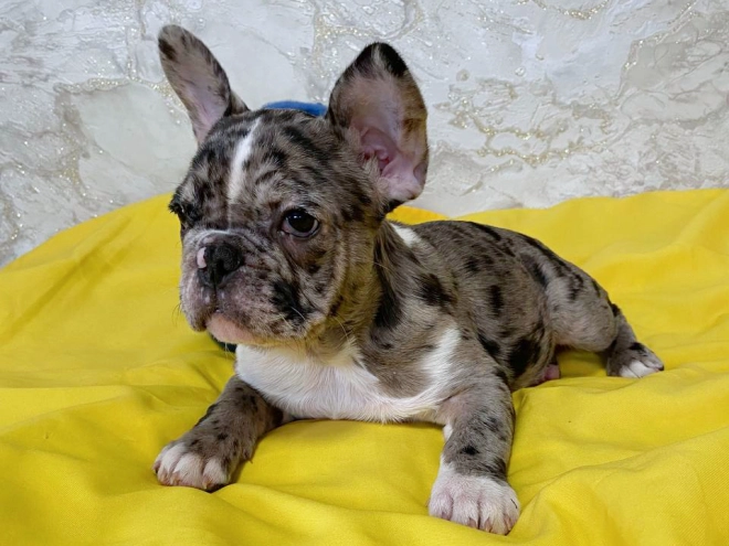 Perros Bulldog Francés en venta
