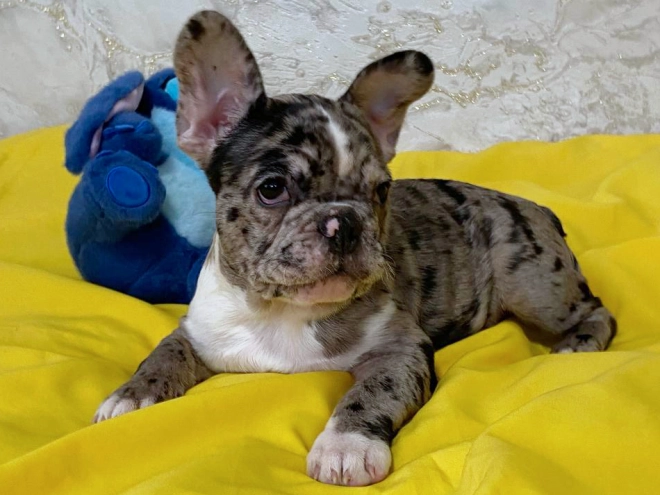 Perros Bulldog Francés en venta