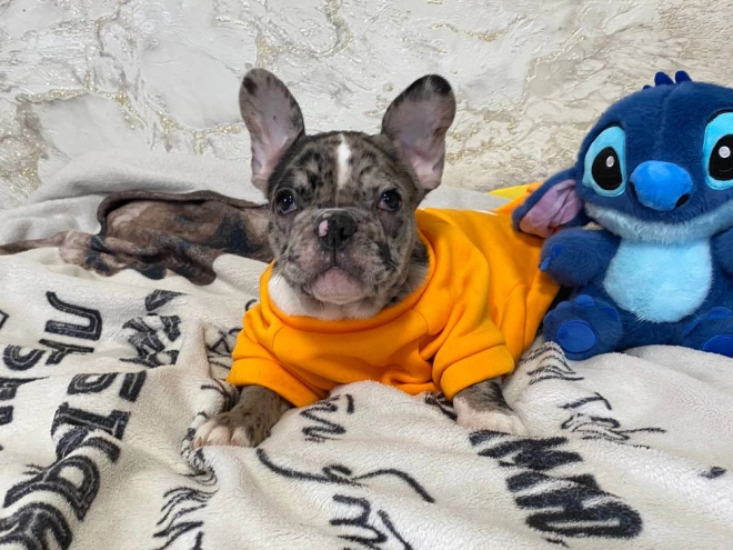 Perros Bulldog Francés en venta