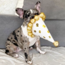 Cybille, merle French Bulldog for sale