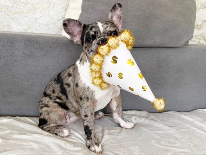 Perros Bulldog Francés en venta