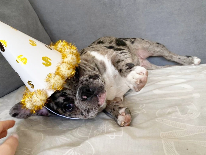 Perros Bulldog Francés en venta