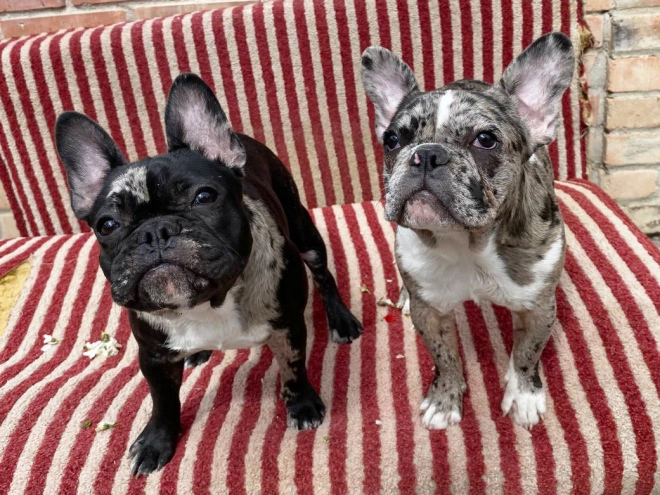 Perros Bulldog Francés en venta