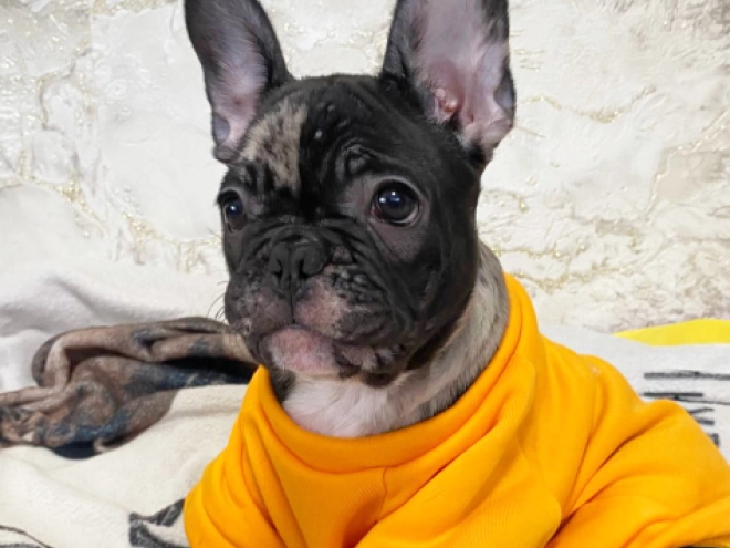 Perros Bulldog Francés en venta