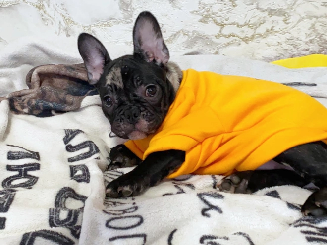 Perros Bulldog Francés en venta