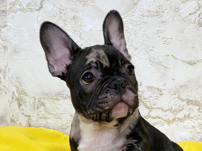 Perros Bulldog Francés en venta