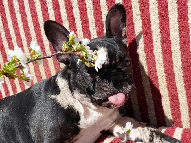 Perros Bulldog Francés en venta