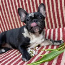 Veronica Mars, merle French Bulldog for sale