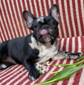 French Bulldog puppy for sale