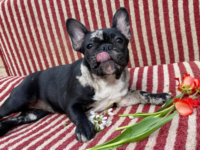 Perros Bulldog Francés en venta