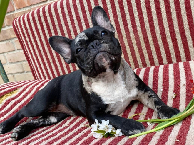 Perros Bulldog Francés en venta